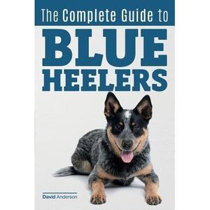 The Complete Guide to Blue Heelers - aka The Australian Cattle Dog. Learn About